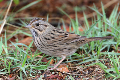 sparrow-lincolns9678-1024.jpg