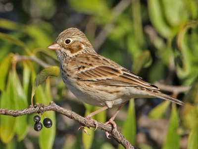 sparrow-vesper1956-1024.jpg