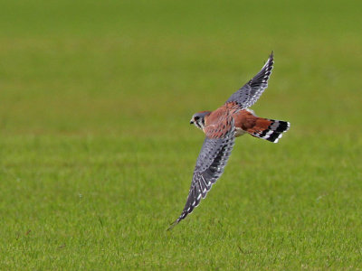 kestrel4873-1024.jpg