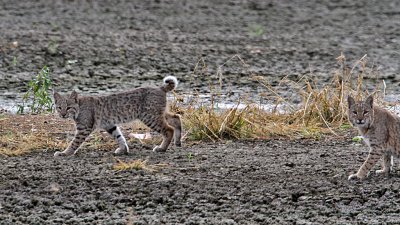 bobcat7920-1024.jpg