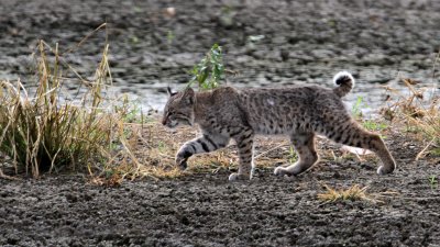 bobcat7922-1024.jpg
