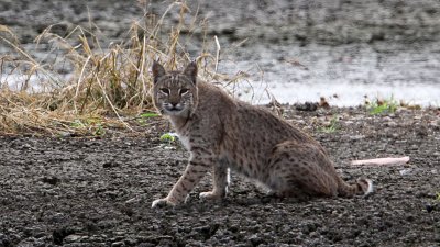 bobcat7925-1024.jpg