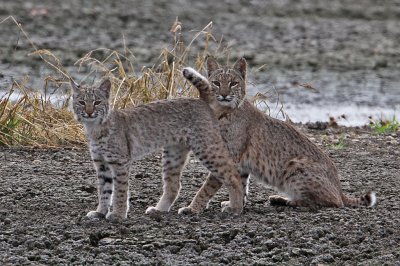 bobcat7928-1024.jpg