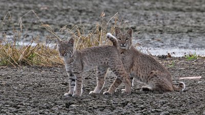 bobcat7931-1024.jpg