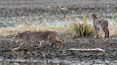 bobcat7939-1024.jpg