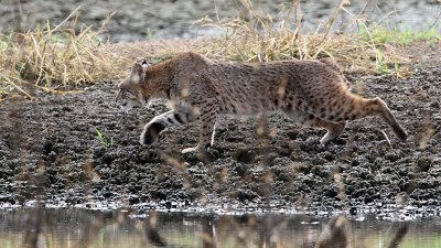 bobcat7941-1024.jpg