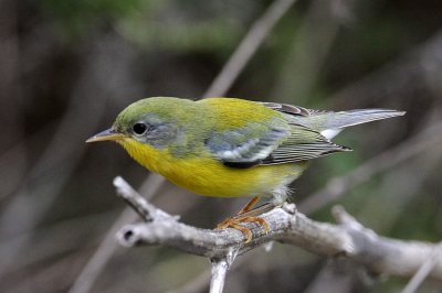 parula1721-1024.jpg