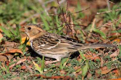 sparrow-harris3850-1024.jpg