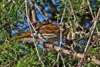 sparrow-fox3922-800.jpg
