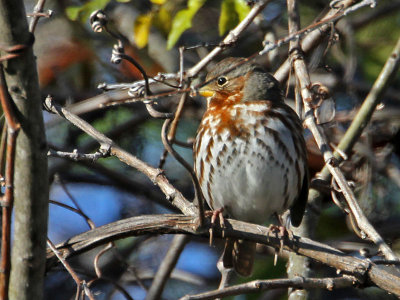 sparrow-fox3971-800.jpg