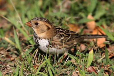 sparrow-harris3865-1024.jpg