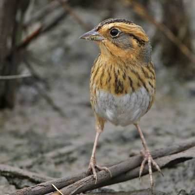 sparrow-nelsons-sharptailed1332-800.jpg