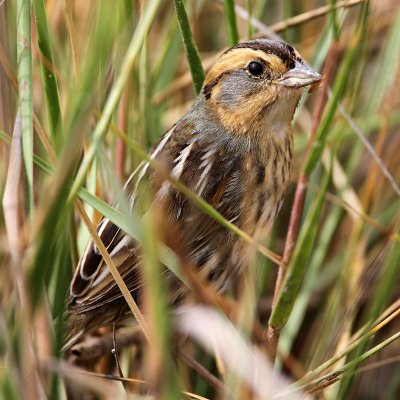 sparrow-nelsons-sharptailed1354-800.jpg