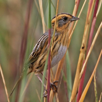 sparrow-nelsons-sharptailed1388-800.jpg