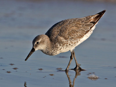 Port Aransas/Corpus Christi, Texas