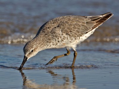 redknot9055-1024.jpg