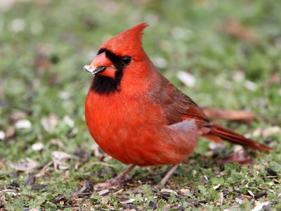 cardinal7538-1024.jpg