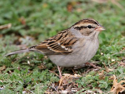 sparrow-chipping7559-1024.jpg