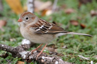 sparrow-field7696-1024.jpg