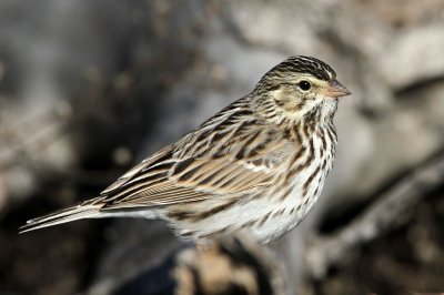 sparrow-savannah6941-1024.jpg