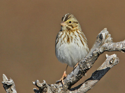 sparrow-savannah6994-1024.jpg