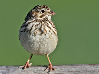 sparrow-vesper6321-1024.jpg