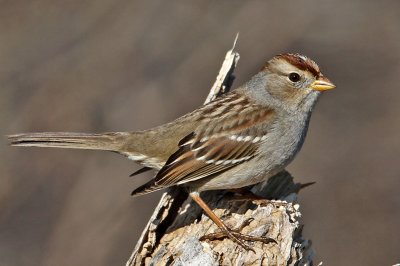 sparrow-white-crowned6908-1024.jpg