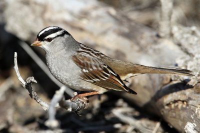 sparrow-whitecrowned6956-1024.jpg