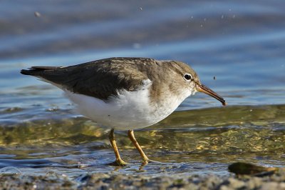 sandpiper-spotted8604-1024.jpg