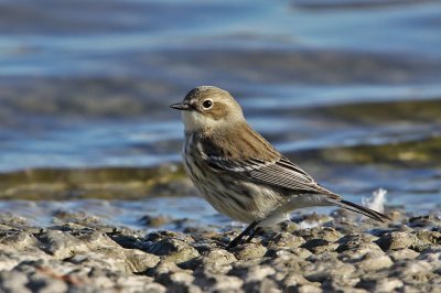 warbler-yellowrumped8650-1024.jpg