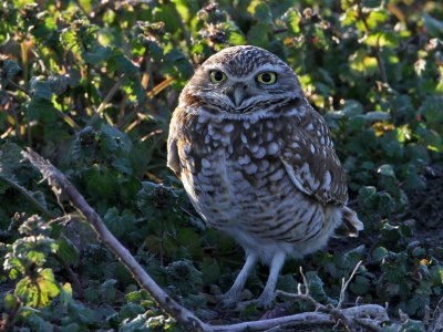 owl-burrowing9667-1024.jpg