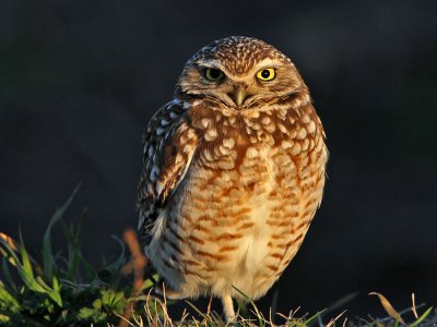 owl-burrowing9849-1024.jpg