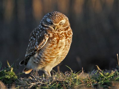 owl-burrowing9827-1024.jpg