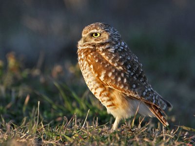 owl-burrowing9800-1024.jpg