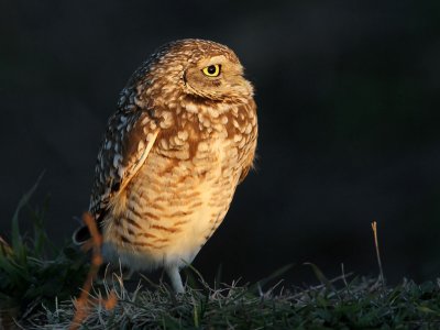 owl-burrowing9916-1024.jpg