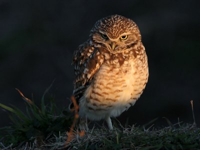 owl-burrowing9931-1024.jpg