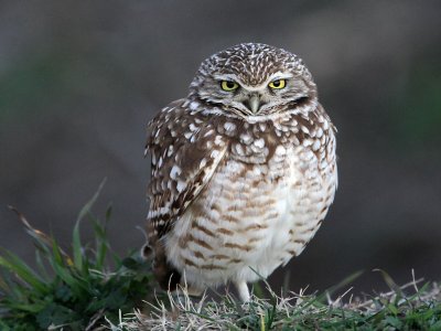owl-burrowing0011-1024.jpg