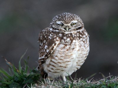 owl-burrowing0010-1024.jpg
