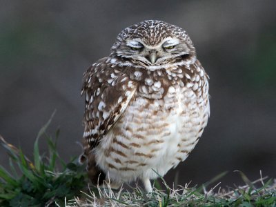 owl-burrowing0009-1024.jpg