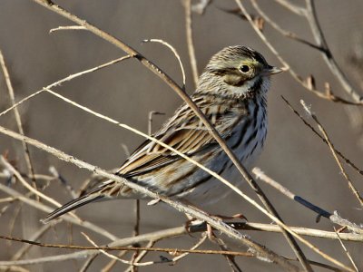 sparrow-savannah8842-1024.jpg