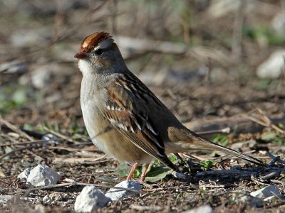 sparrow-whitecrowned8831-1024.jpg