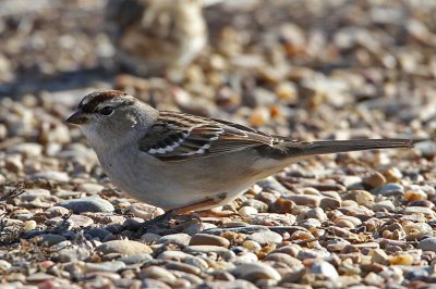 sparrow-whitecrowned8864-1024.jpg