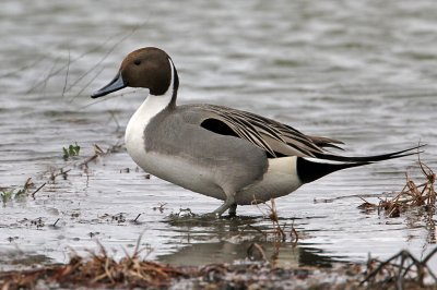 pintail1738-1024.jpg