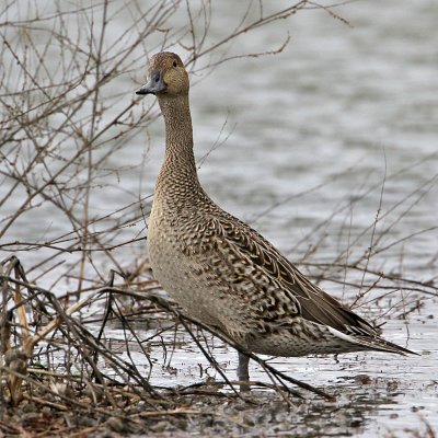 pintail1734-800.jpg