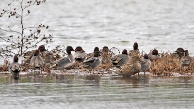 teal-greenwinged1726-1024.jpg