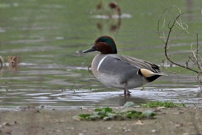 teal-greenwinged1750-800.jpg