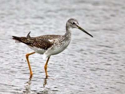 yellowlegs1789-800.jpg