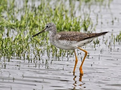 yellowlegs1795-800.jpg