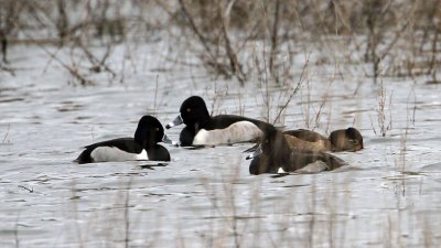 duck-ringnecked1720-1024.jpg