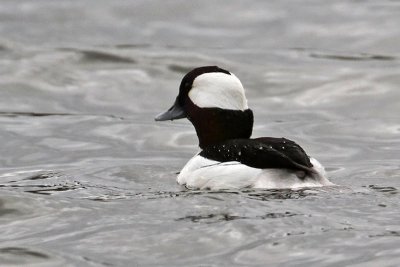 bufflehead1781-800.jpg